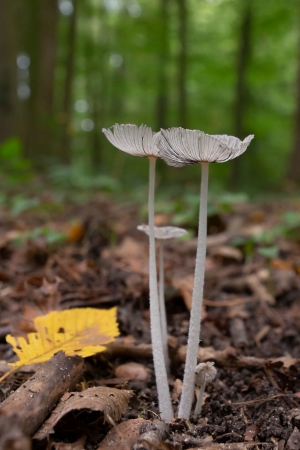 Pilze-und-Herbst_10_2020_004