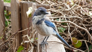 blauer Vogel