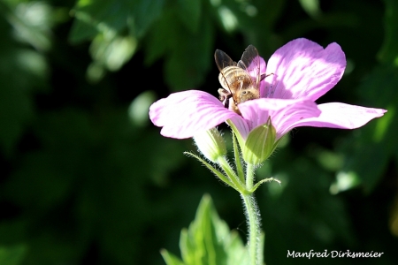 Kreislehrgarten_06_2019_005