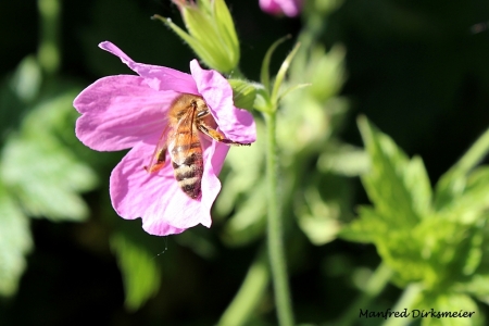 Kreislehrgarten_06_2019_006