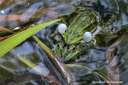 Kreislehrgarten_06_2019_011