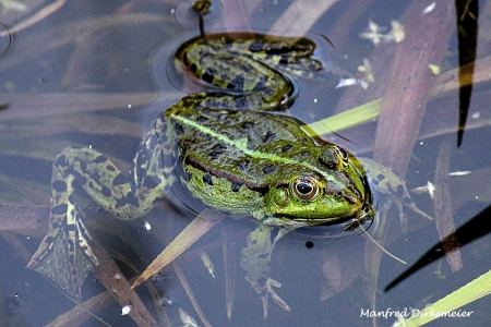 Kreislehrgarten_06_2019_013