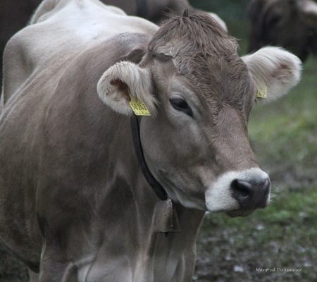 MD_Tiere_2016_001