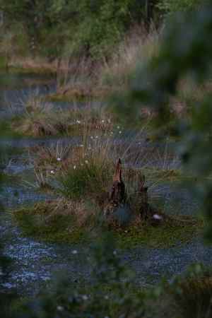 Moor_Juni_2025_001