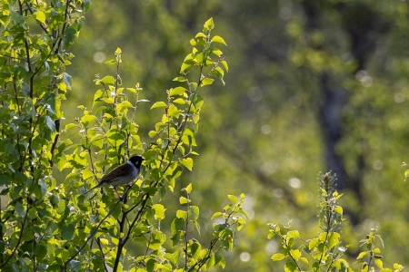 Moor_Juni_2025_003