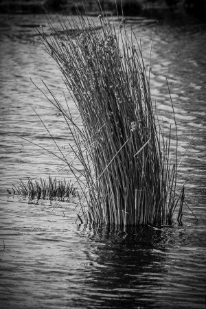 Moor_Juni_2025_006
