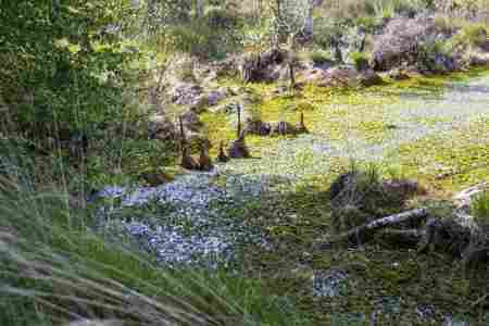 Moor_Juni_2025_008