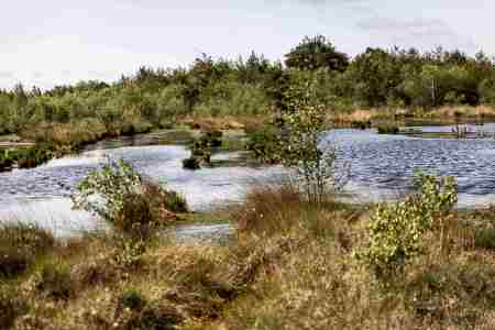 Moor_Juni_2025_009
