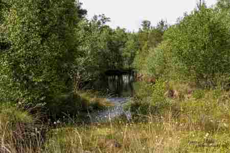 Moor_Juni_2025_010