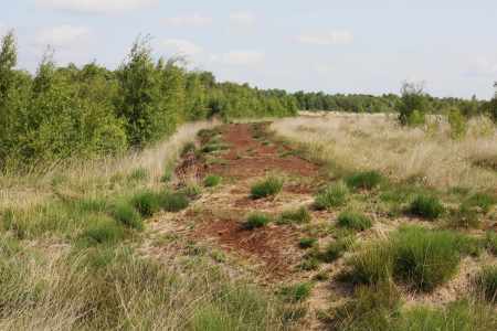 Moor_Juni_2025_017