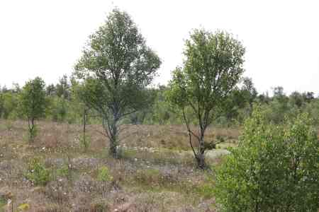 Moor_Juni_2025_019