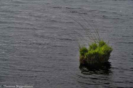 Moor_Juni_2025_023