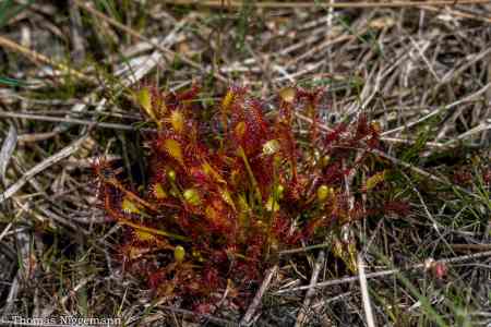 Moor_Juni_2025_024