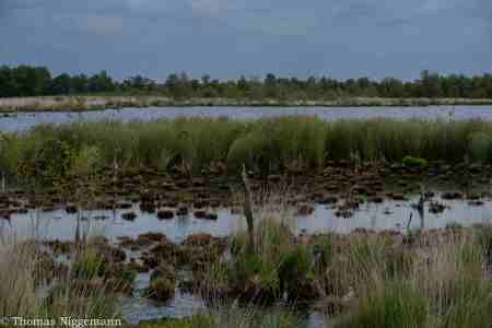 Moor_Juni_2025_025