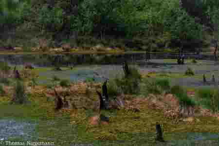 Moor_Juni_2025_026
