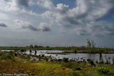 Moor_Juni_2025_027