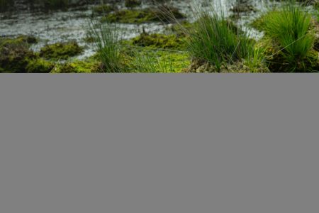 Moor_Juni_2025_028