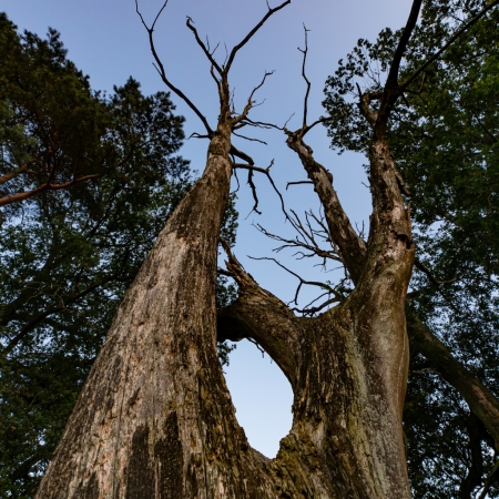 Moorlandschaften