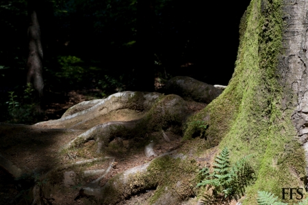 Natuerliche Strukturen