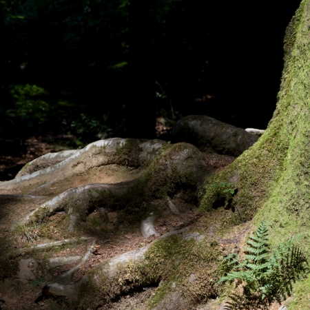 Natuerliche Strukturen