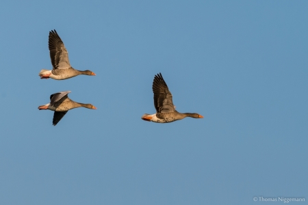 Rieselfelder_10_2018_017