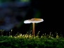 RT - Pilze