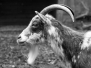 Tiere im Detail