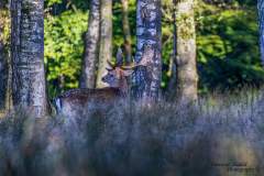 Wildpark Dülmen 2024