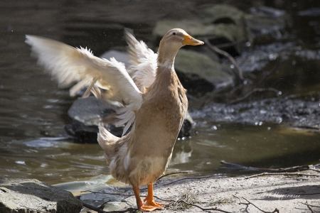 Wildpark_Ladbergen_04_2018_001