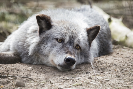 Wildpark_Ladbergen_04_2018_002