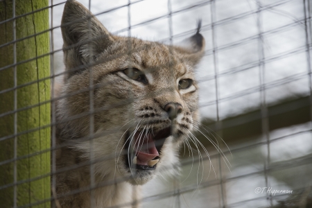 Wildpark_Ladbergen_04_2018_003