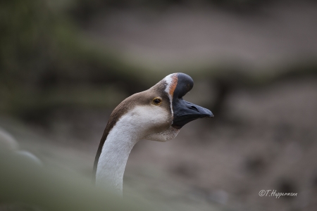 Wildpark_Ladbergen_04_2018_004