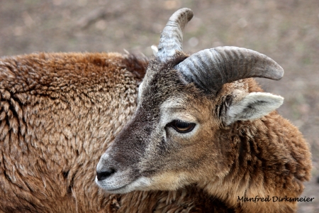 Wildpark_Ladbergen_04_2018_005