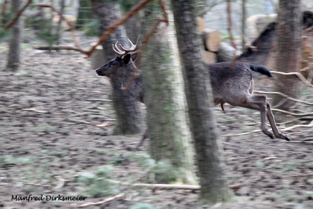 Wildpark_Ladbergen_04_2018_007