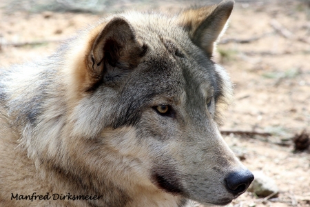 Wildpark_Ladbergen_04_2018_012