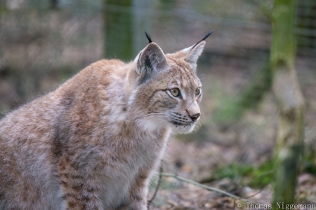 Wildpark_Ladbergen_04_2018_013