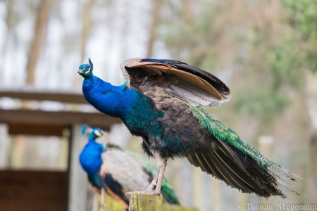 Wildpark_Ladbergen_04_2018_016