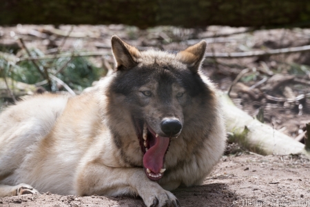 Wildpark_Ladbergen_04_2018_018